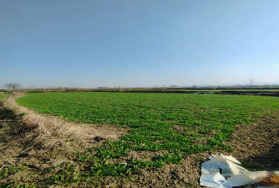 فروش زمین کشاورزی شمال ۲۵۰۰ متر آمل لیتکوه روستای تلیران