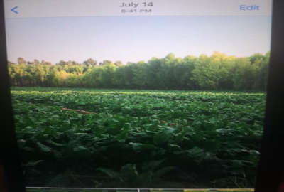 فروش زمین کشاورزی آذربایجان غربی ۸۵۰۰ متر شاهین‌ دژ روستای نوروزاباد