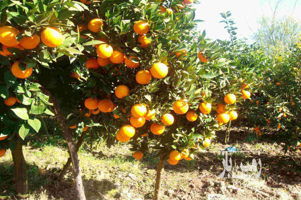 فروش زمین باغ شمال ۲۳۰۰ متر قائمشهر-1
