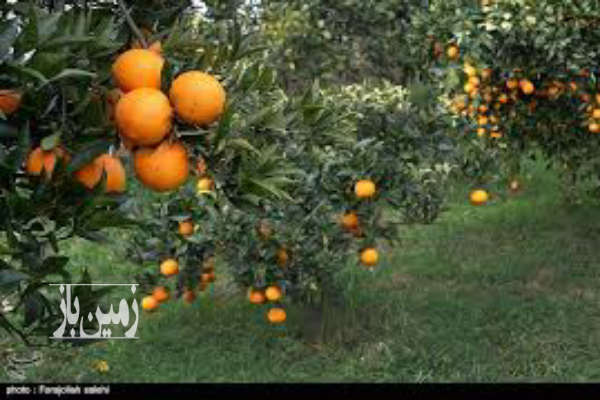 فروش زمین باغ شمال ۲۳۰۰ متر قائمشهر-2