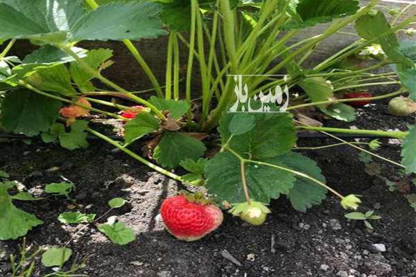 فروش زمین کشاورزی شمال ۲۳۰۰ متر بهنمیر روستای ازنوا-1