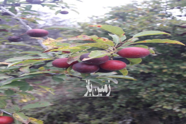 فروش زمین مسکونی شمال ۳۰۰ متر چمستان-1