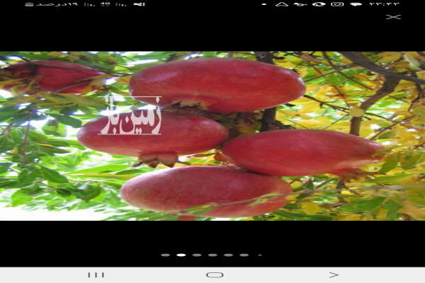 فروش زمین باغ اصفهان ۸۰۰ متر شهرضا چاغا-2