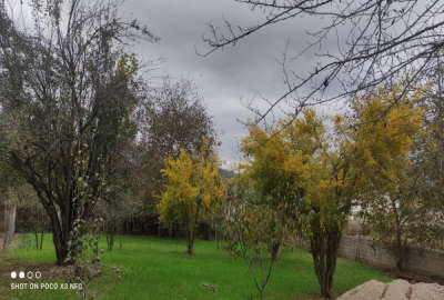 فروش زمین مسکونی شمال ۳۰۰ متر نکا