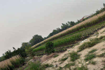 فروش زمین باغ شمال ۱۲۰۰ متر قائمشهر جاده نظامی