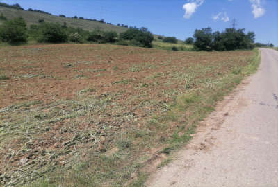 فروش زمین باغ کشاورزی شمال ۳۵۳ متر ساری چهار دانگه روستای کیاده