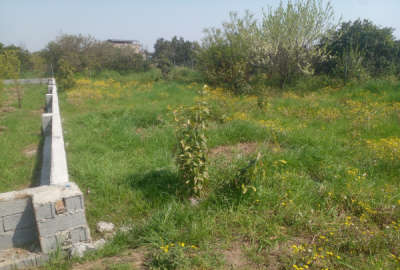 فروش زمین باغ شمال ۲۶۰ متر بابل