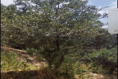 فروش زمین باغ قزوین ۶۰۰۰ متر بخش طارم سفلی روستای میرخوند