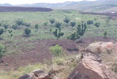 فروش زمین باغ قزوین ۴۰۰۰ متر روستای زرشک منطقه دریابک