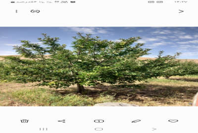 فروش زمین باغ آذربایجان شرقی ۱۰۰۰ متر میانه روستای کنگاور جاده میاندواب