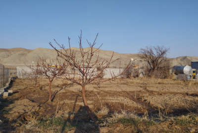 فروش زمین باغ آذربایجان شرقی ۶۰۰ متر خواجه