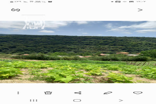 فروش زمین مسکونی باغ شمال ۱۷۰۰ متر نکا هزارجریب روستای سیکا-3