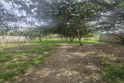 فروش زمین مسکونی تجاری شمال ۱۱۶۰ متر قائمشهر روستای پرچیکلا