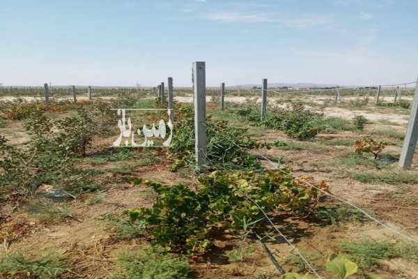 فروش زمین تهران ۶۰۰ متر کهریزک روستای انیس آباد فشافویه-1