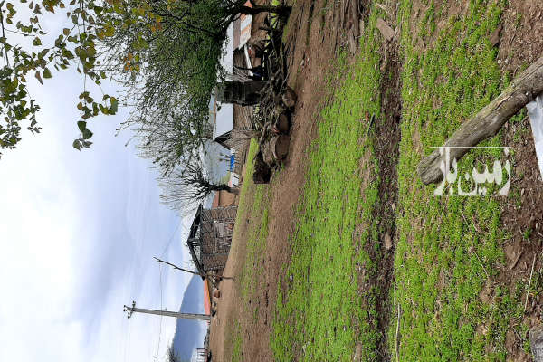 فروش زمین مسکونی گیلان ۵۰۰ متر تالش روستای بره پشت-3