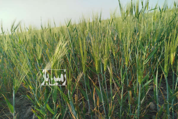 فروش زمین کشاورزی گلستان ۳ هکتار انبار آلوم-1
