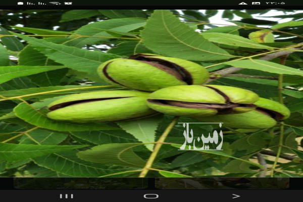 فروش زمین باغ آذربایجان شرقی ۱۳۰۰ متر مراغه ورجوی-1