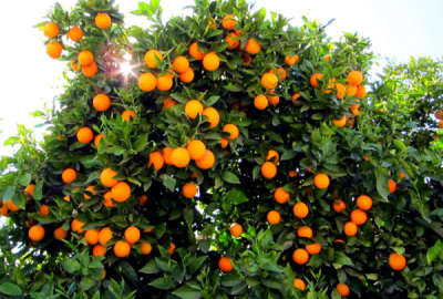 فروش زمین باغ شمال ۲۰۵ متر قائمشهر روستای لهمال