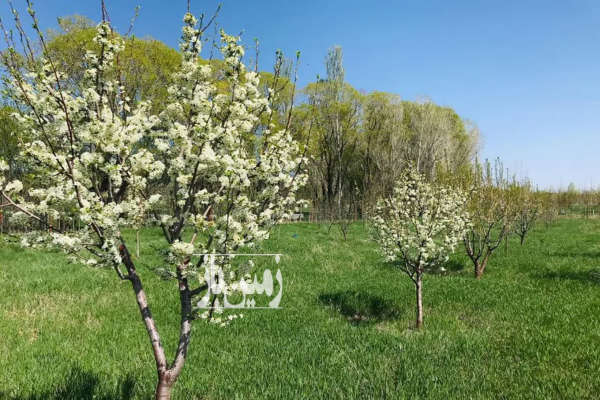 فروش زمین مسکونی باغ آذربایجان شرقی ۲۶۵۰ متر تیکمه‌ داش خیابان استاد شهریار-4