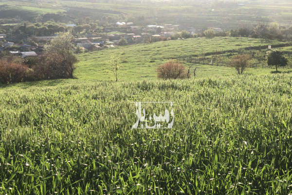 فروش زمین باغ شمال ۱۸۰۵ متر ساری روستای اسبوکلا-1