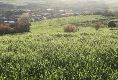 فروش زمین باغ شمال ۱۸۰۵ متر ساری روستای اسبوکلا