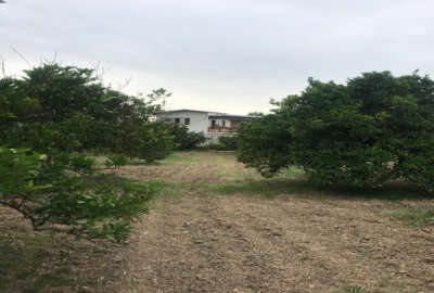 فروش زمین مسکونی باغی شمال ۲۰۰۰ متر قائمشهر روستای قراخیل