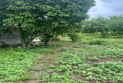 فروش زمین مسکونی شمال ۲۵۰ متر قائمشهر دخانیات سیاهکلا