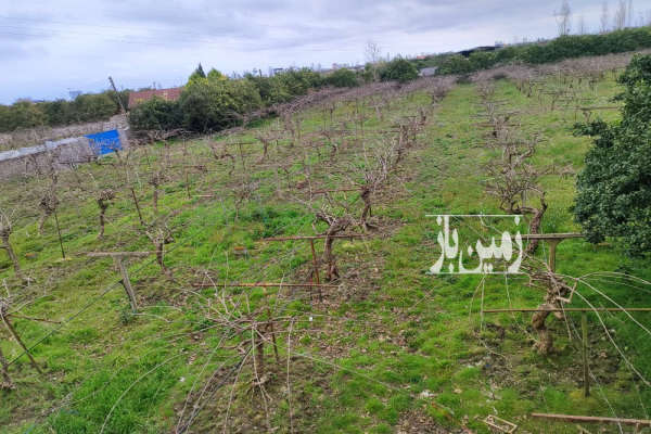 فروش زمین باغ کشاورزی شمال ۱۲۰۰ متر شیرود تنکابن-1