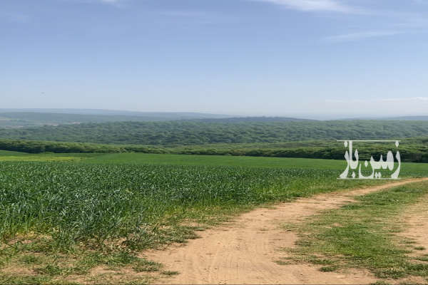 فروش زمین باغ کشاورزی شمال ۵۰۰۰ متر نکا روستای قلعه سر-2