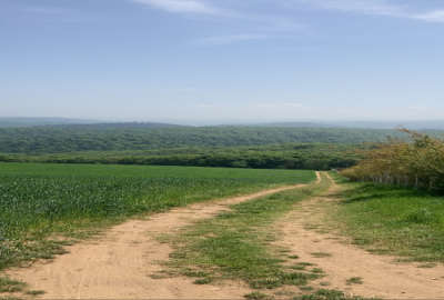 فروش زمین باغ کشاورزی شمال ۵۰۰۰ متر نکا روستای قلعه سر