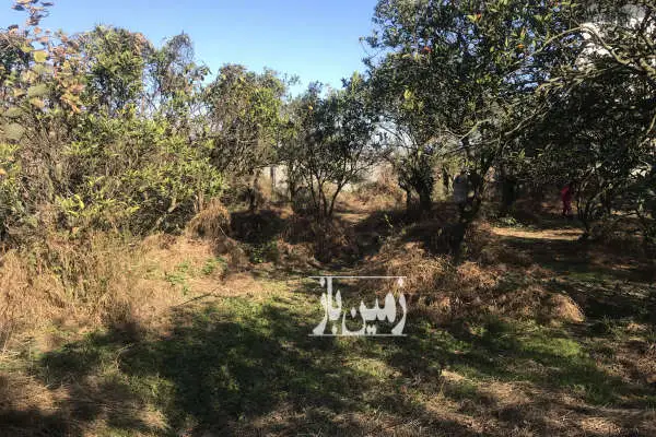 فروش زمین باغ شمال ۳۰۰ متر شیرود درویش سرا - تصویر 2