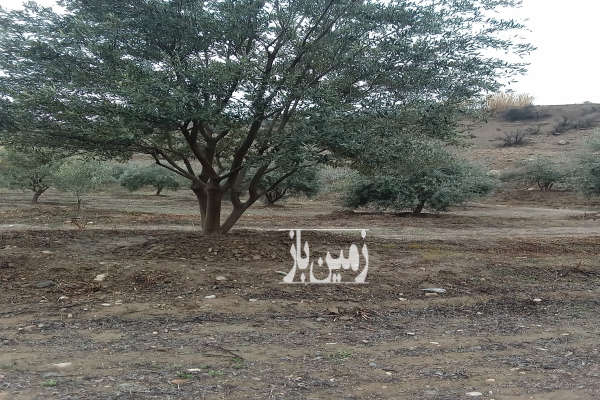 فروش زمین باغ زنجان ۶۰۰۰ متر آب‌ بر طارم-1