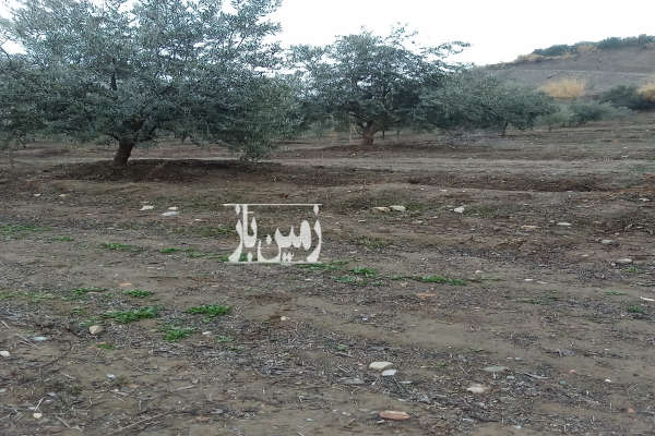 فروش زمین باغ زنجان ۶۰۰۰ متر آب‌ بر طارم-2