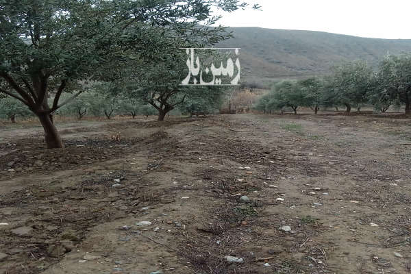 فروش زمین باغ زنجان ۶۰۰۰ متر آب‌ بر طارم-3