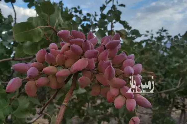 باغ کشاورزی فارس ۱۴۰۰۰ متر سروستان - تصویر 3