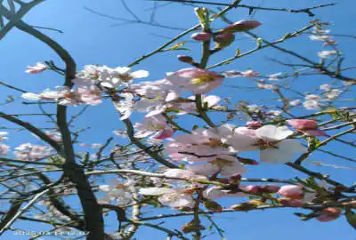 باغ کشاورزی فارس ۱۴۰۰۰ متر سروستان