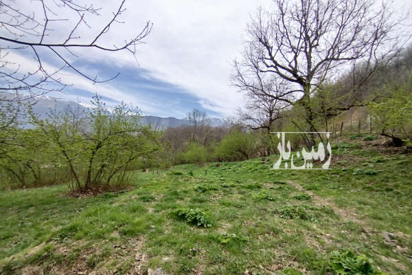 فروش زمین باغ شمال ۳۰۰ متر رامسر جنگل دالخانی روستای ییلاقی لیماکده-1