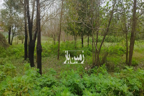 فروش زمین باغ گیلان ۲۵۲ متر رشت آج بیشه بجاربنه-2