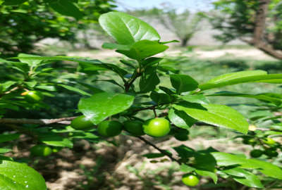 فروش زمین باغ تهران ۱۰۲۰ متر فردوسیه