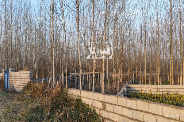 فروش زمین باغ کشاورزی گیلان ۴۰۰ متر لنگرود روستای پیرپشته-1