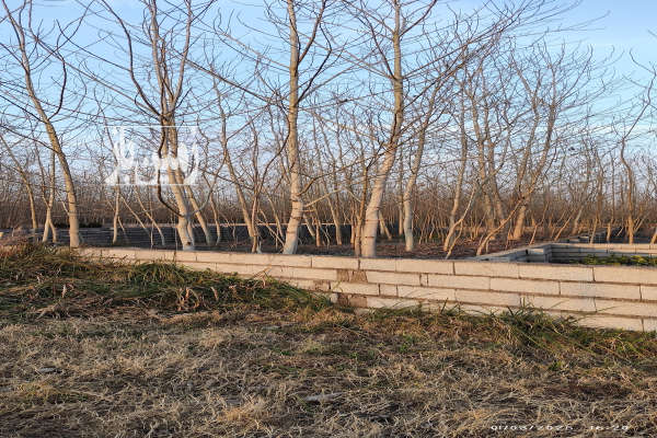 فروش زمین باغ کشاورزی گیلان ۴۰۰ متر لنگرود روستای پیرپشته-2