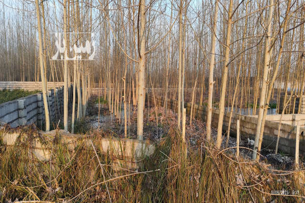 فروش زمین باغ کشاورزی گیلان ۴۰۰ متر لنگرود روستای پیرپشته-3