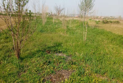 فروش زمین مسکونی گیلان ۶۰۰ متر رشت جاده شفت روستای مرخال