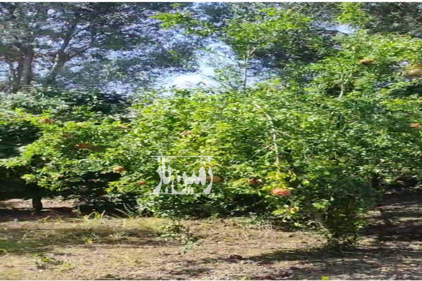 فروش زمین کشاورزی شمال ۳۵۰ متر رستمکلا جنب ریل راه آهن-1