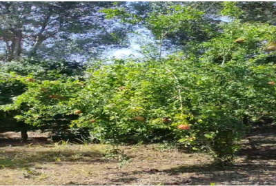 فروش زمین کشاورزی شمال ۳۵۰ متر رستمکلا جنب ریل راه آهن