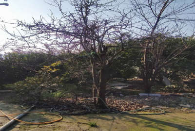 فروش زمین باغ شمال ۴۵۰ متر ساری روستای پرچیکلا