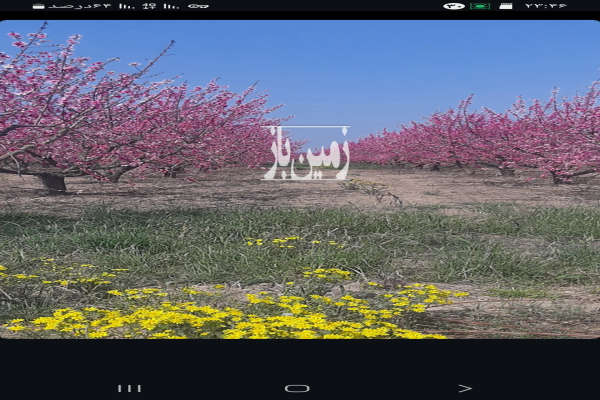 فروش زمین باغ شمال ۱ هکتار نکا روستای خورشید-2
