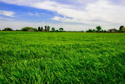 فروش زمین باغ کشاورزی شمال ۱۰۰۰ متر ساری