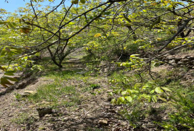 فروش زمین باغ البرز ۵۰۴ متر کردان روستای سیباندره