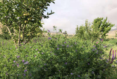 فروش زمین باغ تهران ۱۲۰۰ متر فیروزکوه روستای طرود